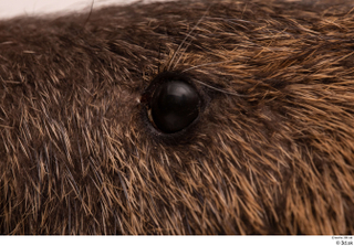 Nutria eye 0005.jpg